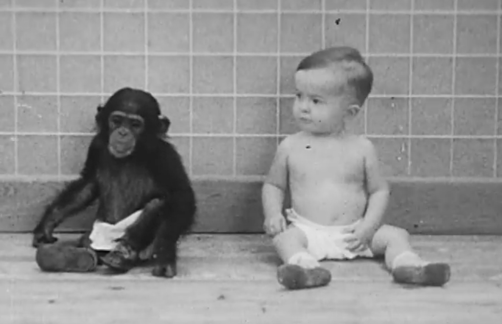 The Professor Who Asked: Can a Chimpanzee Become Human?